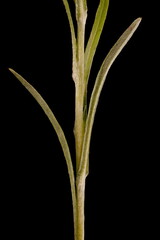 Heath Cudweed (Omalotheca sylvatica). Stem and Leaves Closeup