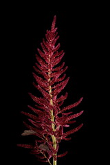 Red Amaranth (Amaranthus cruentus). Inflorescence Closeup