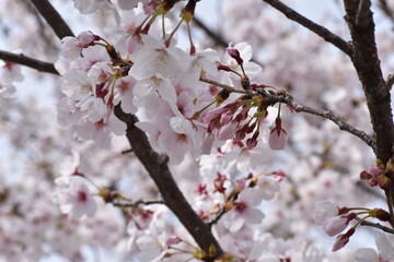 植物, 全盛期, 花, 自然, ピンク, 咲く, 花, 空, 桜, sakura, 季節, さくら, 白, 美しさ, 日本, 桜, 庭, つぼみ, 春, 風景