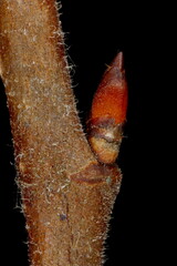 White Elm (Ulmus laevis). Lateral Bud Closeup