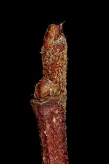 Japanese Quince (Chaenomeles japonica). Terminal and Subterminal Buds Closeup