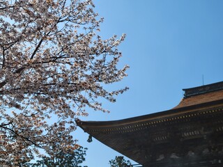 桜と寺（吉野山）