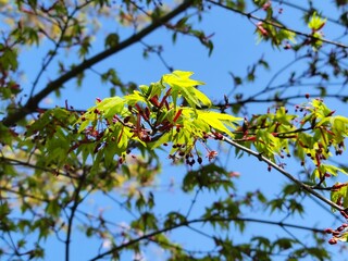 紅葉の花