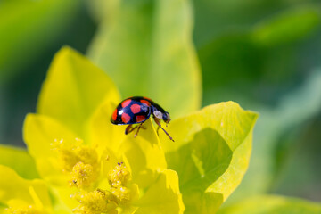 Ladybug on the petals of a yellow flower. Coccinella septempunctata. Gardening.