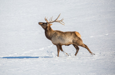 Deer in the snow against the sky and mountains. A herd of wild deer.