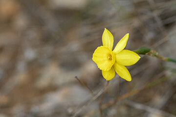 Close up view of Narcissus assoanus flower, rush-leaf jonquil.