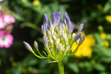 Agapanthus flower in a garden