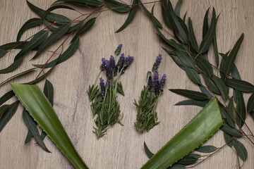 plants placed on a wooden background eloe vera, eucalyptus, lavender, lavender,