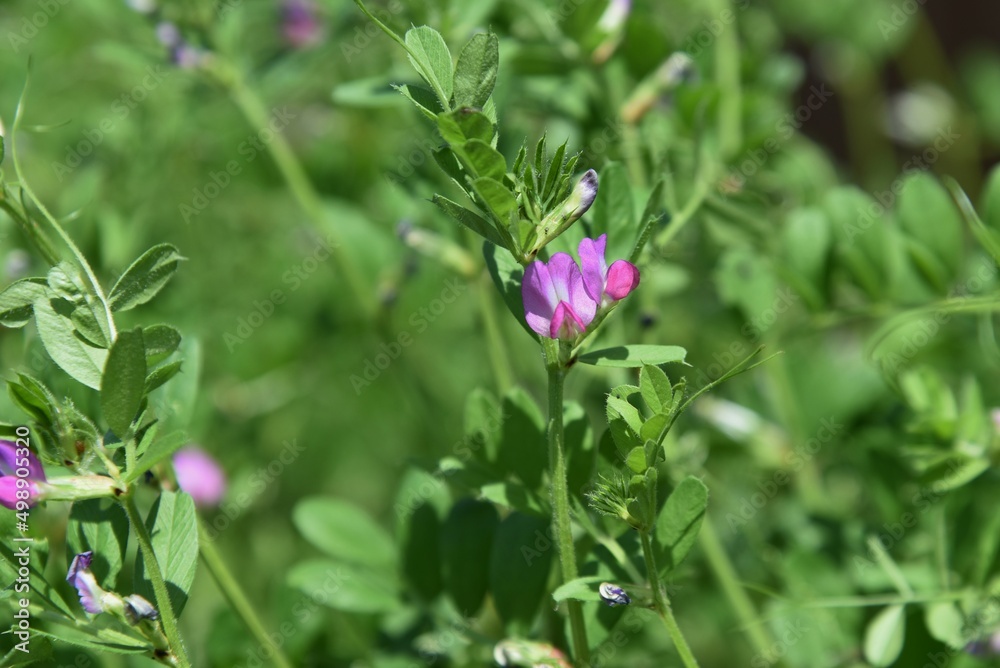 Poster Common vetch flowers. Fabaceae anuual weeds. The flowering season is from March to June.