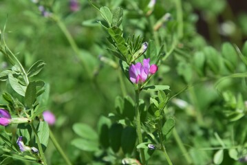 Common vetch flowers. Fabaceae anuual weeds. The flowering season is from March to June.