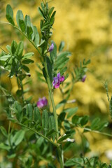 Common vetch flowers. Fabaceae anuual weeds. The flowering season is from March to June.
