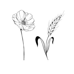 detailed sketch of a spikelet of wheat and a wild flower, an idea for a patriotic tattoo.
