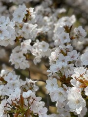 Fototapeta premium blooming tree