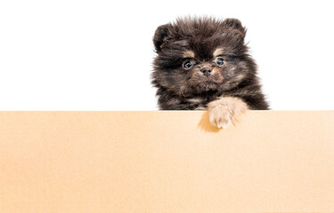 Cute little Pomeranian puppy peeking out of cardboard craft box on white background, isolate, copy space