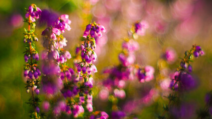 Fototapeta na wymiar Macro de fleurs et de tiges de bruyère aux pétales roses, dans la forêt de pins des Landes de Gascogne