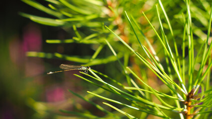 Macro d'un symp&eacute;trum pos&eacute; sur une aiguille de pin