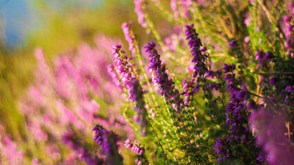 Macro de fleurs et de tiges de bruyère aux pétales roses, dans la forêt de pins des Landes de...