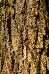 Rough tree back texture. Close up shot, no people