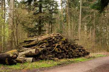 Fototapeta na wymiar Pile of stacked tree trunks in a forest. Forestry works, no people