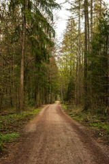 Fototapeta na wymiar Spring forest scene and pathway in Europe. Day time, no people