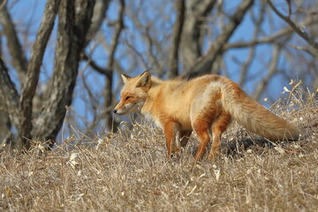 red fox in Hokkaido, Japan