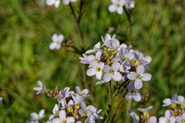 Petites fleurs de Cardamine des pr&egrave;s ou faux cresson.