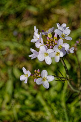 Floraison du Cresson des près ou Cardamine des près.