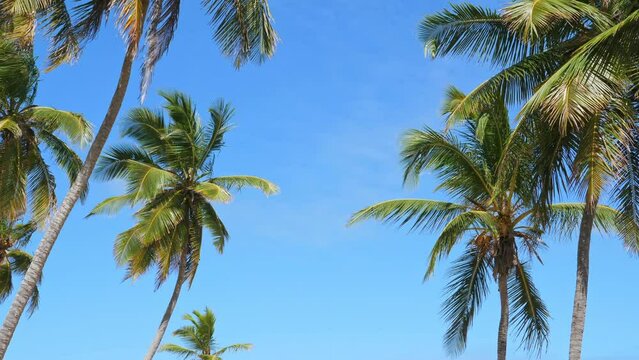 Coconut palm trees on blue sky. Dominican Republic