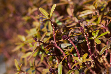 Marsh Labrador Tea Or Wild Rosemary Branches (Rhododendron Tomentosum) With Buds growing outdoors