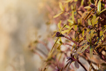 Marsh Labrador Tea Or Wild Rosemary Branches (Rhododendron Tomentosum) With Buds growing outdoors