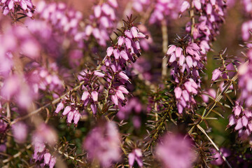 Beautiful purple flowers of evergreen heather Erica carnea (Myretoun Ruby)