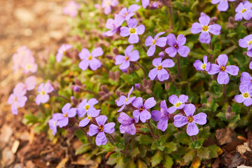 Close up shot of ornamental plant rock cress (Aubrieta cultorum) 'Blue Emperor' with small blue - purple flowers forming carpet