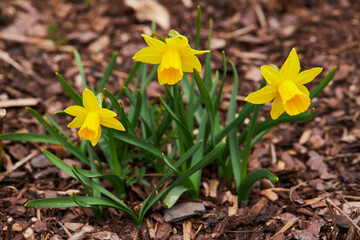 Dwarf Tate-a-tete Daffodils 'Narcissus' in bloom. Spring flowers. Close up of narcissus flowers blooming in a garden