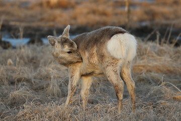 Deer scratching the face in the early morning in Hokkaido, Japan