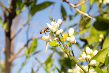 Lemon tree Blossom With bee