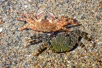 Two crab (plagusia depressa) on the beach