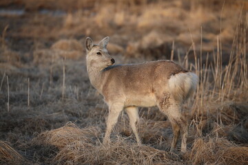 Naklejka na ściany i meble Deer turning around in Kushiro, Hokkaido, Japan