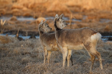 Deer turning around in Kushiro, Hokkaido, Japan