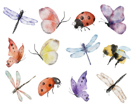 Watercolor dragonfly hand drawn illustrations insects set