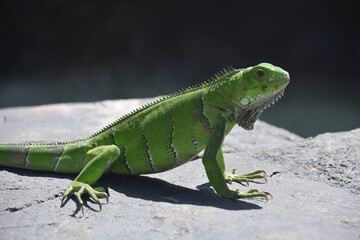 Green Iguana with Long Claws on a Rock