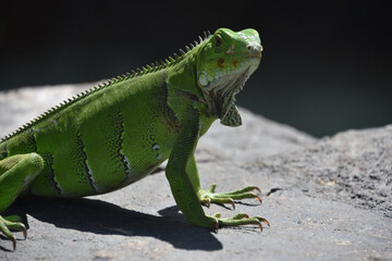 Looking into the Face of a Green Iguana