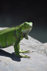 Colorful Green Iguana Looking Over His Shoulder