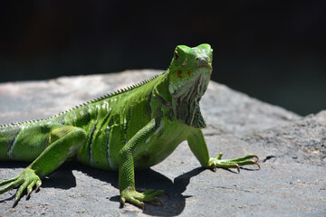 Brilliant Bright Green Iguana on a Rock in Aruba