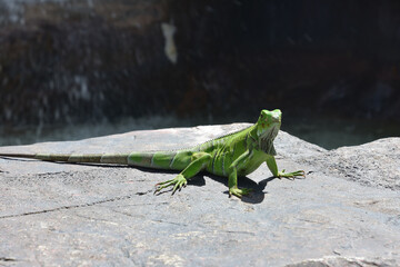 Sunning Green Iguana Lizard in Beautiful Aruba