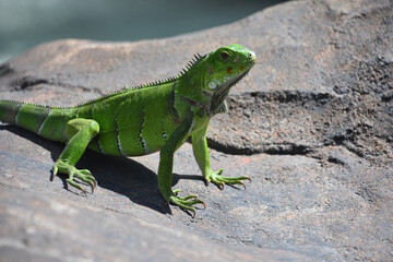 Bright Lime Green Iguana on a Big Rock