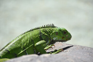 Colorful Green Lizard with Spines Creeping Over a Rock