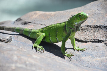 Patterned Scales on a Green Iguana in Aruba