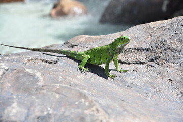 Wild Green Iguana on a Big Rock