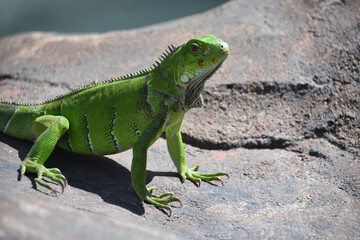 Green Scales on an Iguana in the Sunshine