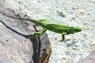 Leaping Green Iguana Lizard Flying Through the Air